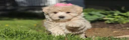 Maltipoo dogs for sale: Cinnamon - Ad 2