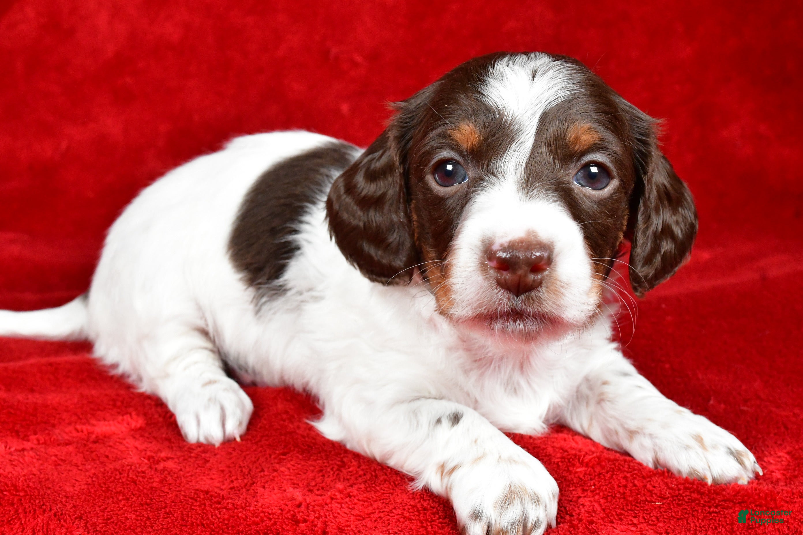 Miniature Dachshund dogs Clover - Ad 32