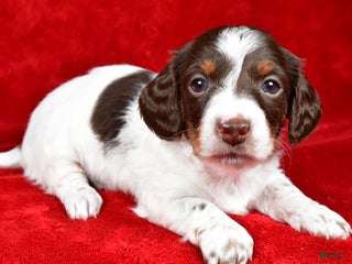 Miniature Dachshund dogs Clover - Ad 32