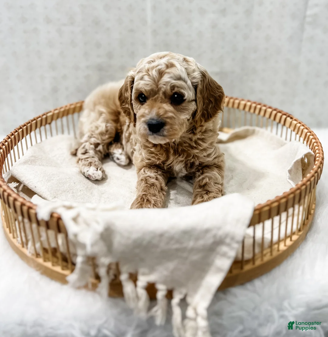Cavapoo dogs for sale: Remi - Ad 3