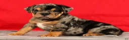 Beabull dogs for sale: Clark - Ad 5