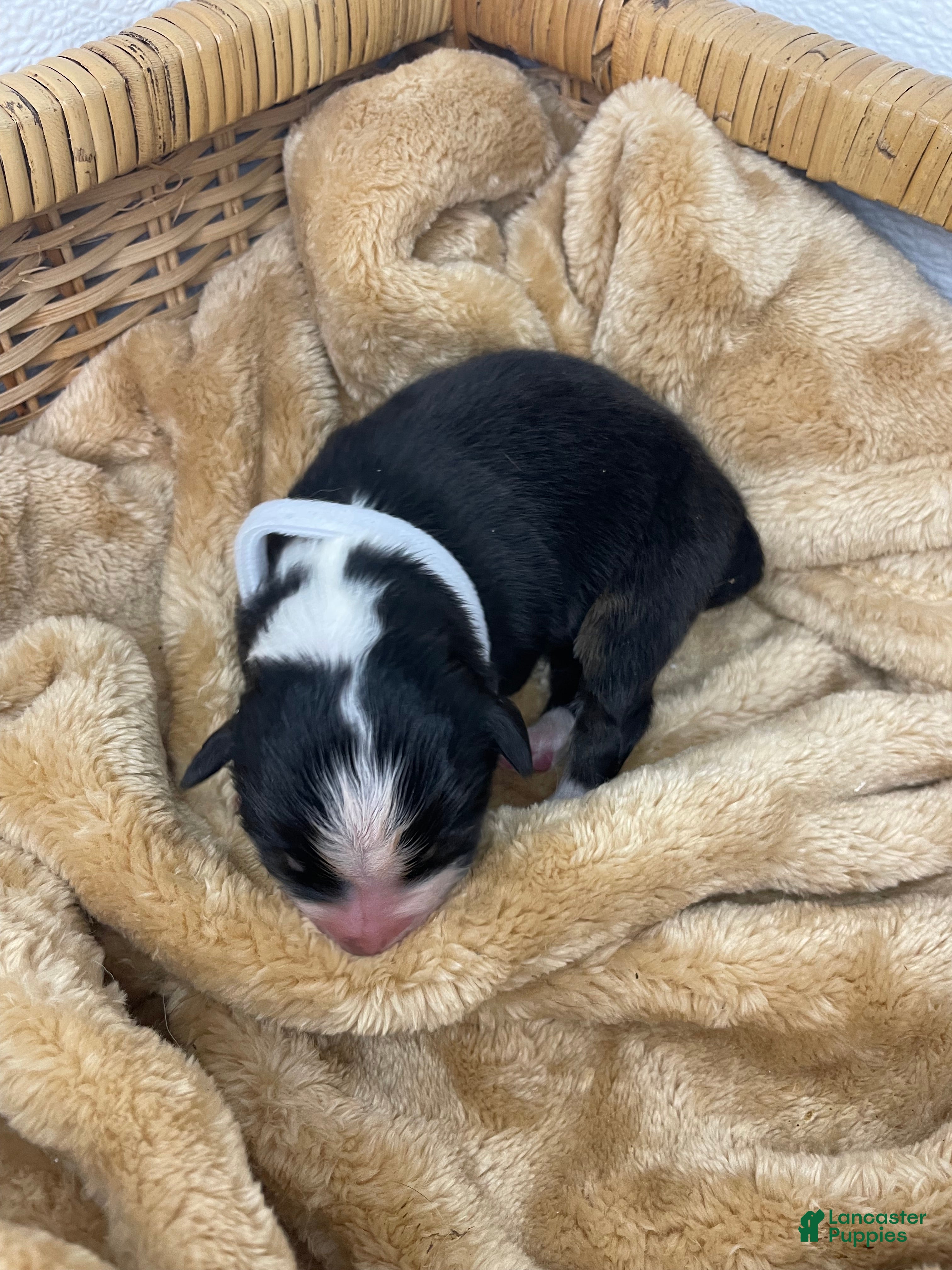 Australian Shepherd dogs for sale: Australian Shepherd- Gidget - Ad 1