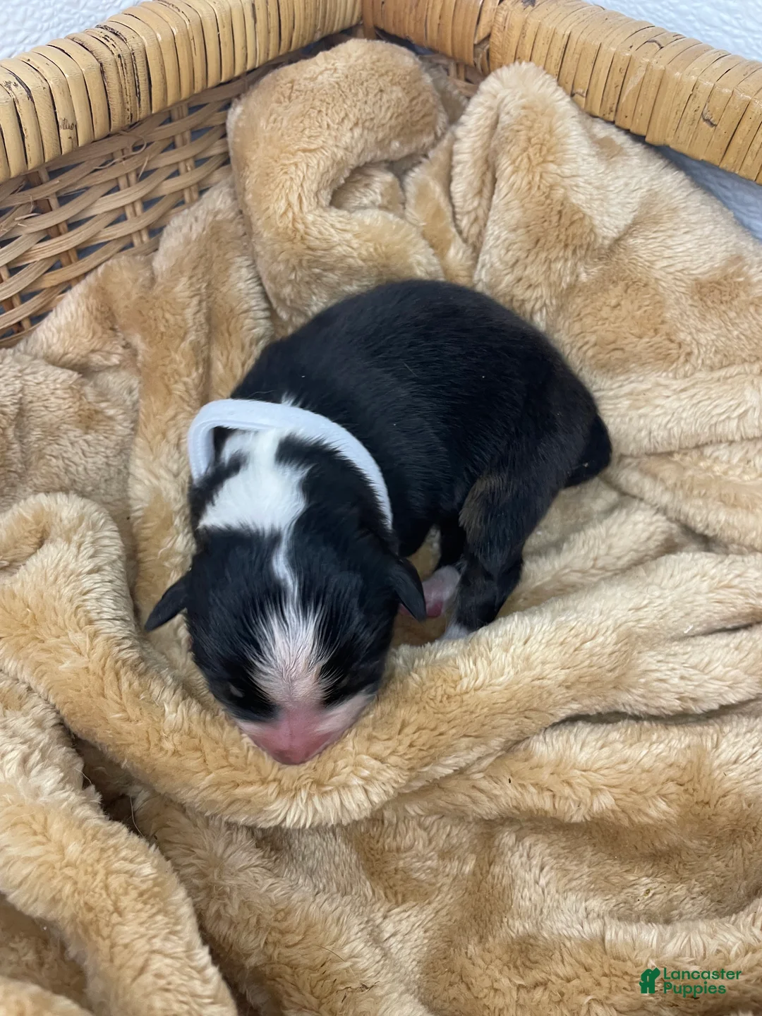 Australian Shepherd dogs for sale: Australian Shepherd- Gidget - Ad 1