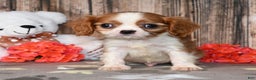Cavalier King Charles Spaniel dogs for sale: Pluto - Ad 3