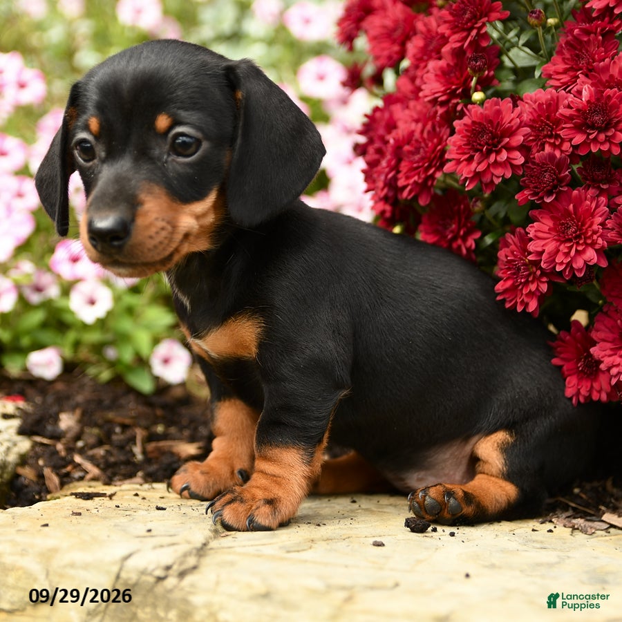 Dachshund dogs Daisy - Ad 2