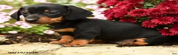 Dachshund dogs for sale: Daisy - Ad 2