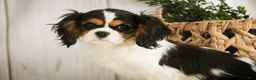 Cavalier King Charles Spaniel dogs for sale: Cherry - Ad 5