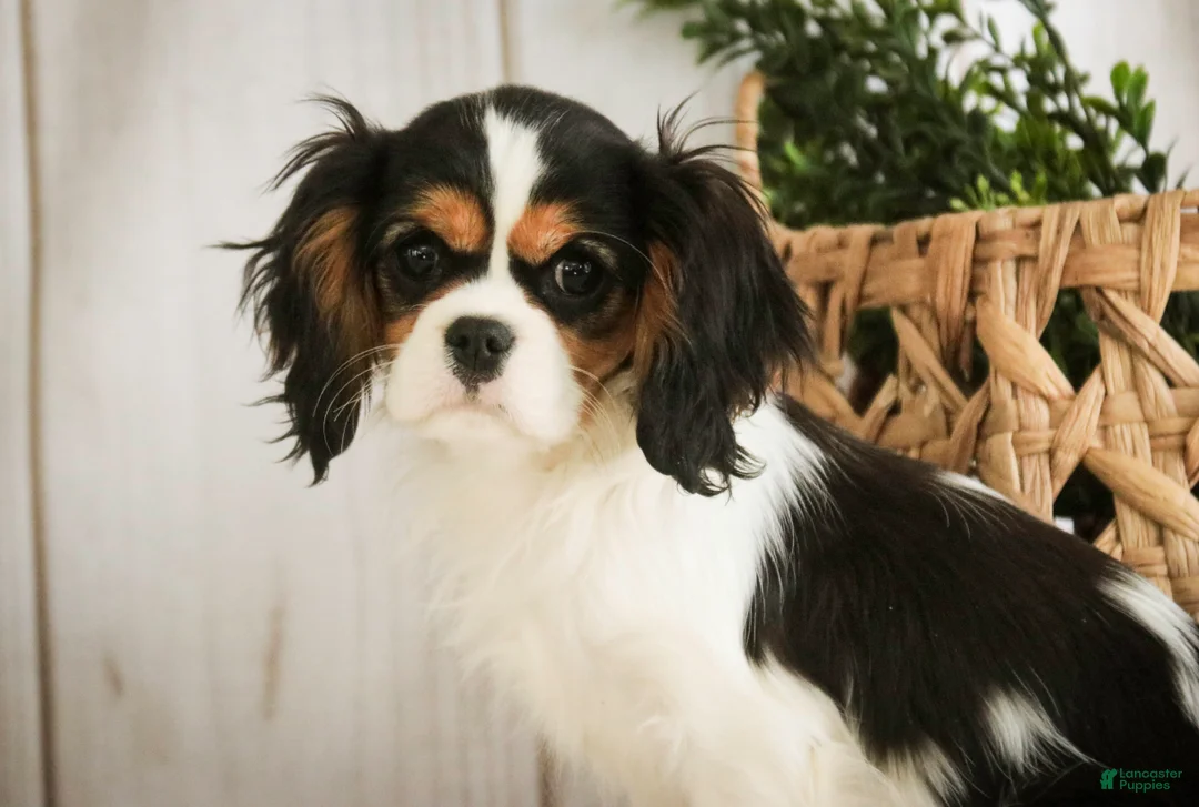Cavalier King Charles Spaniel dogs for sale: Cherry - Ad 5