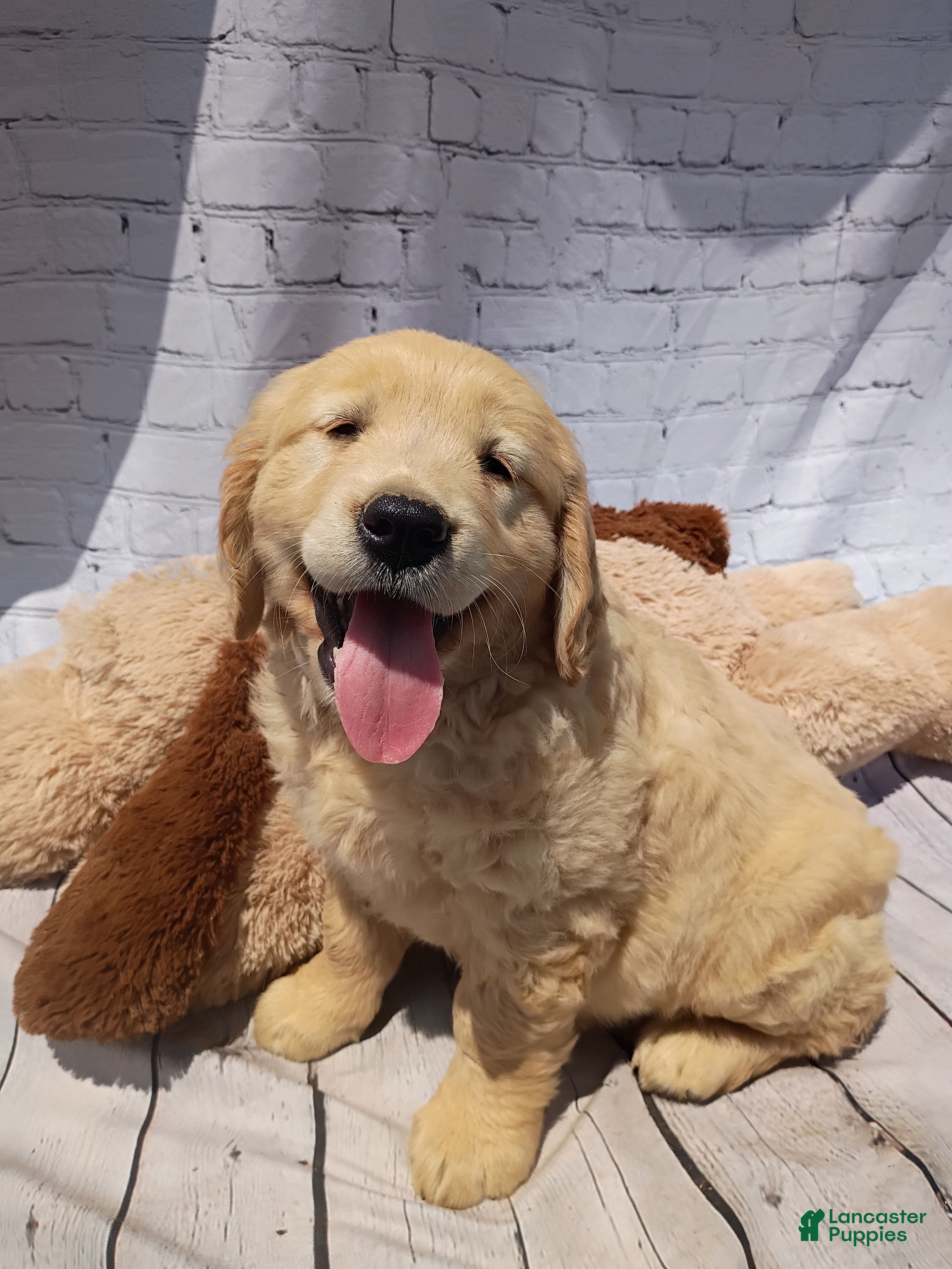 Golden Retriever dogs Blondie - Ad 2