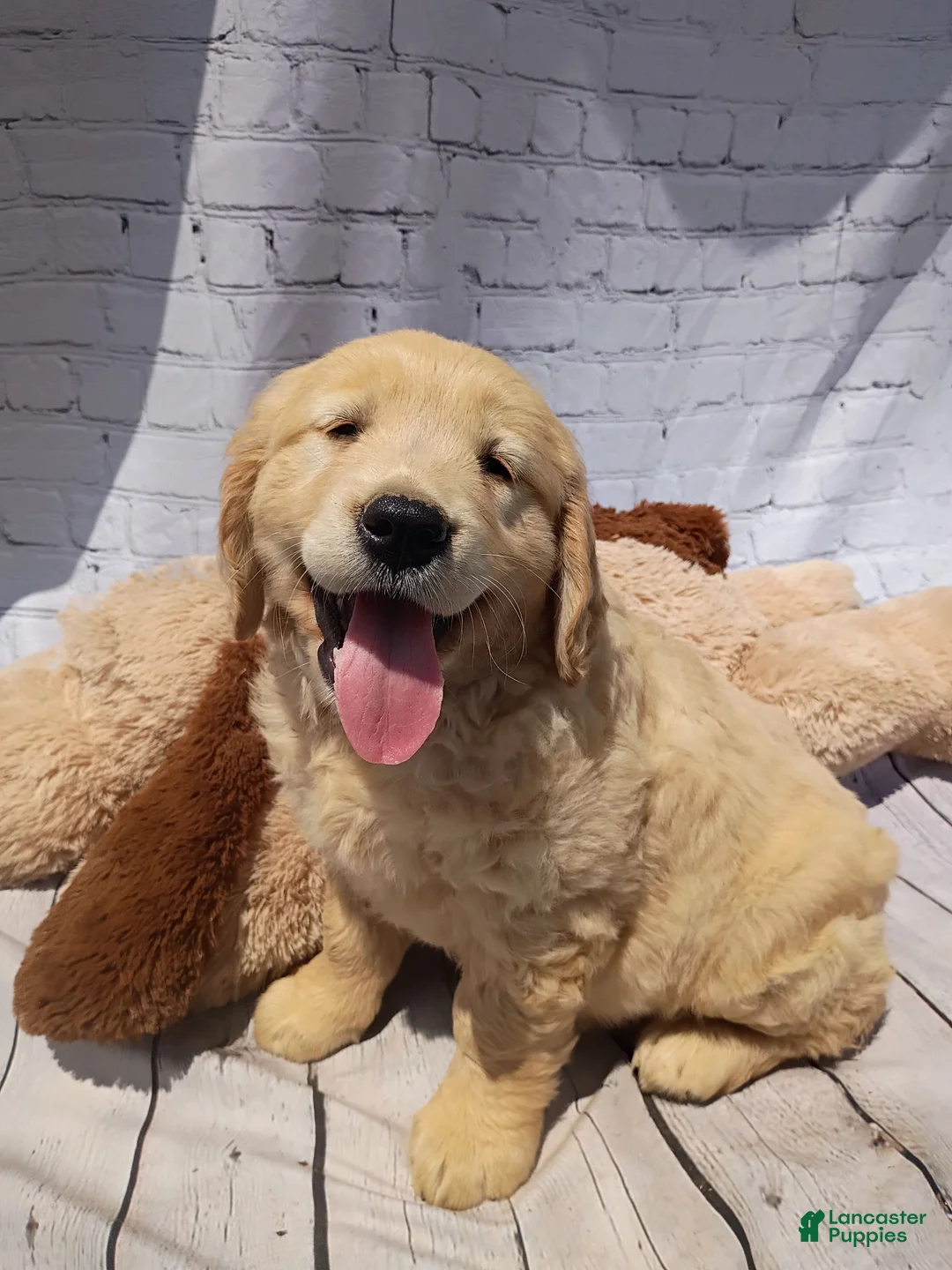Golden Retriever dogs for sale: Blondie - Ad 1
