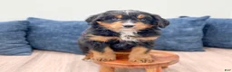 Mini Bernedoodle dogs for sale: Brody - Ad 3