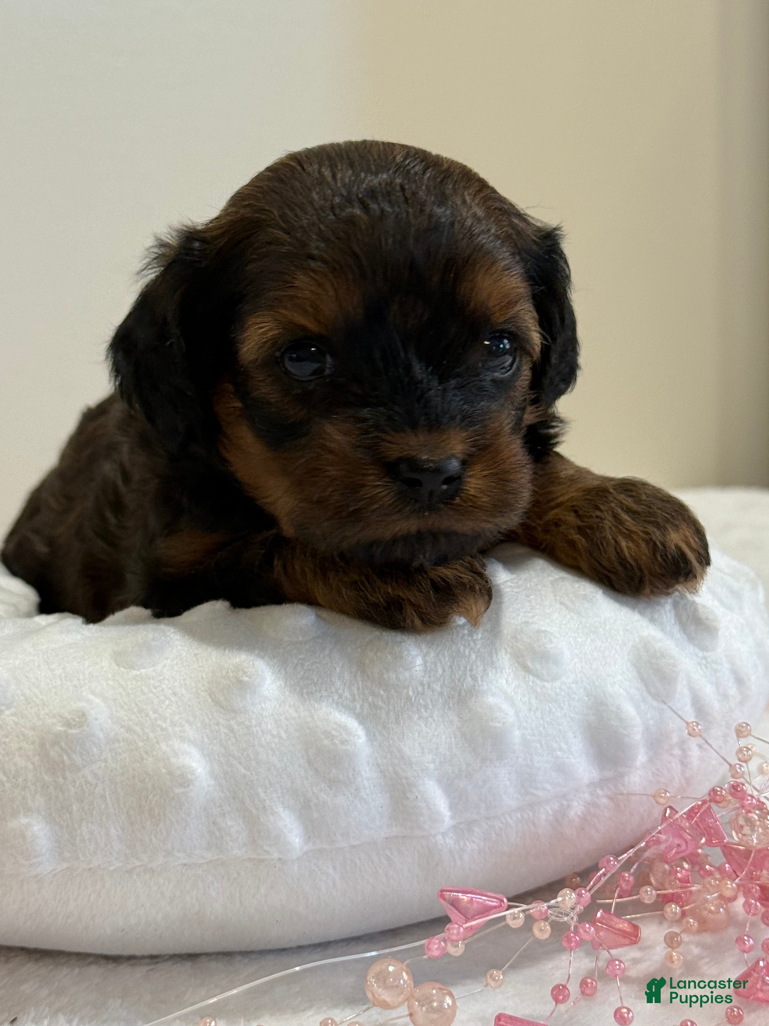 Cavapoo dogs Mocha Cavapoo  - Ad 1
