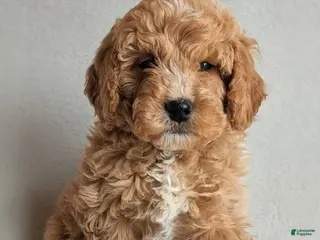 Mini Goldendoodle dogs Della F1B - Ad 33