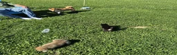 Shiba Inu dogs for sale: Boots - Ad 8