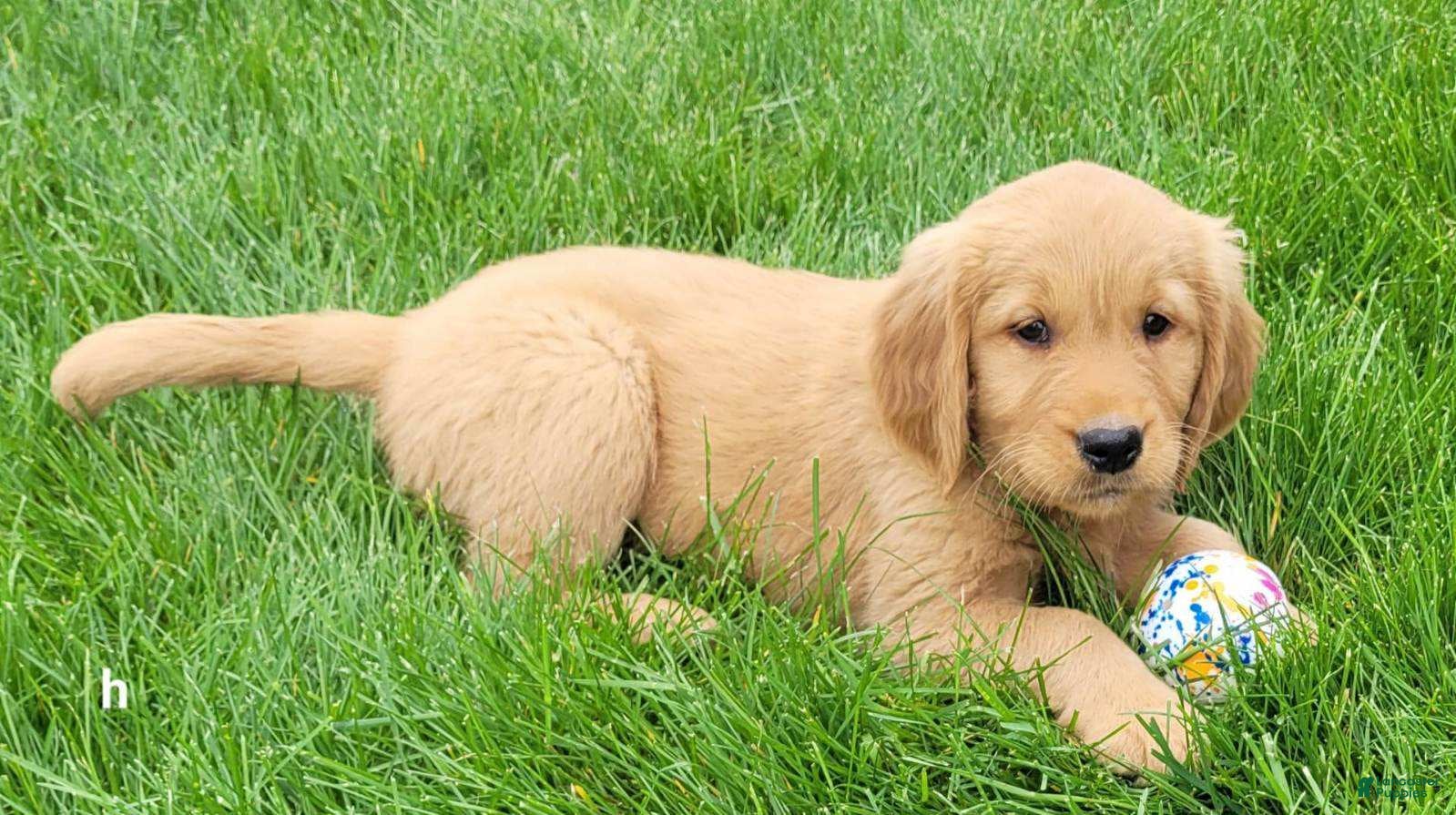 Golden Retriever dogs Tank - Ad 17