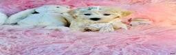 Maltipoo dogs for sale: Maltipoo 1 - Ad 1