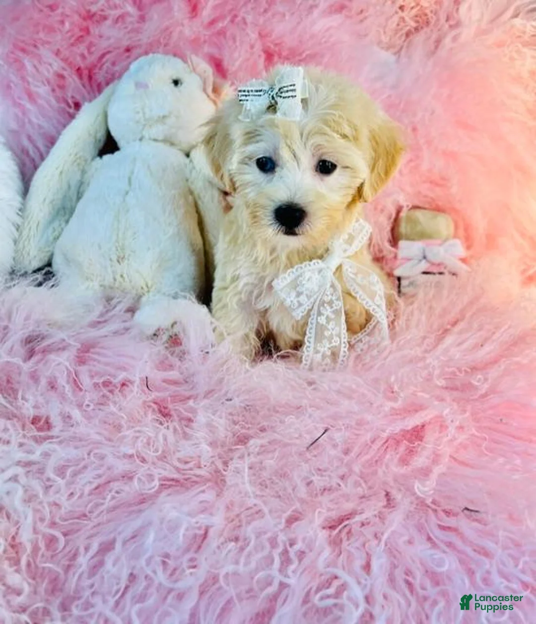 Maltipoo dogs for sale: Maltipoo 1 - Ad 1
