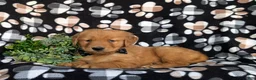 Golden Retriever dogs for sale: Kinsley - Ad 4