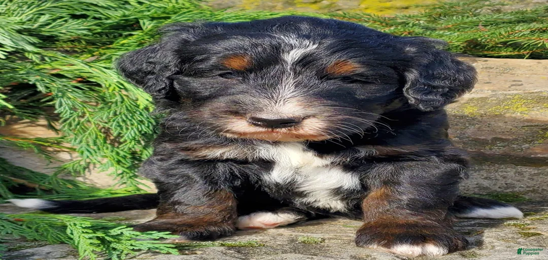 Gallery Image {{count}}