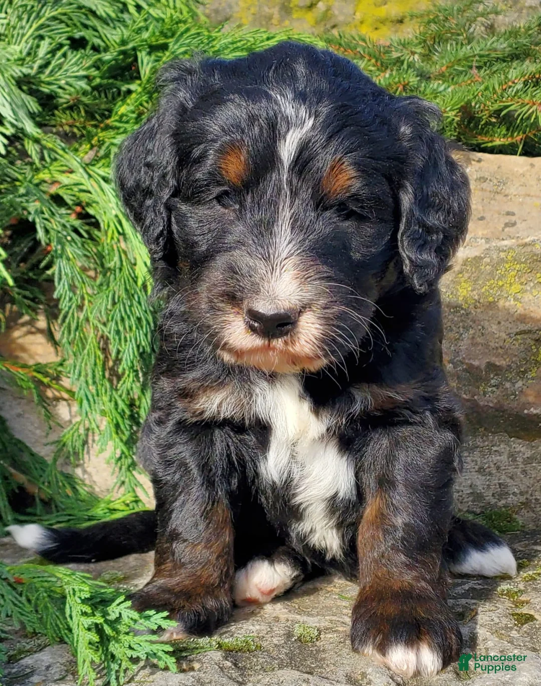 Gallery Image {{count}}