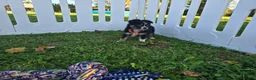 Toy Australian Shepherd dogs for sale: Boy 1 - Ad 3