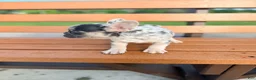 French Bulldog dogs for sale: Charlotte Mousse - Ad 8