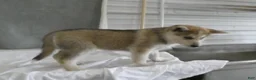 Gerberian Shepsky dogs for sale: Willow - Ad 6