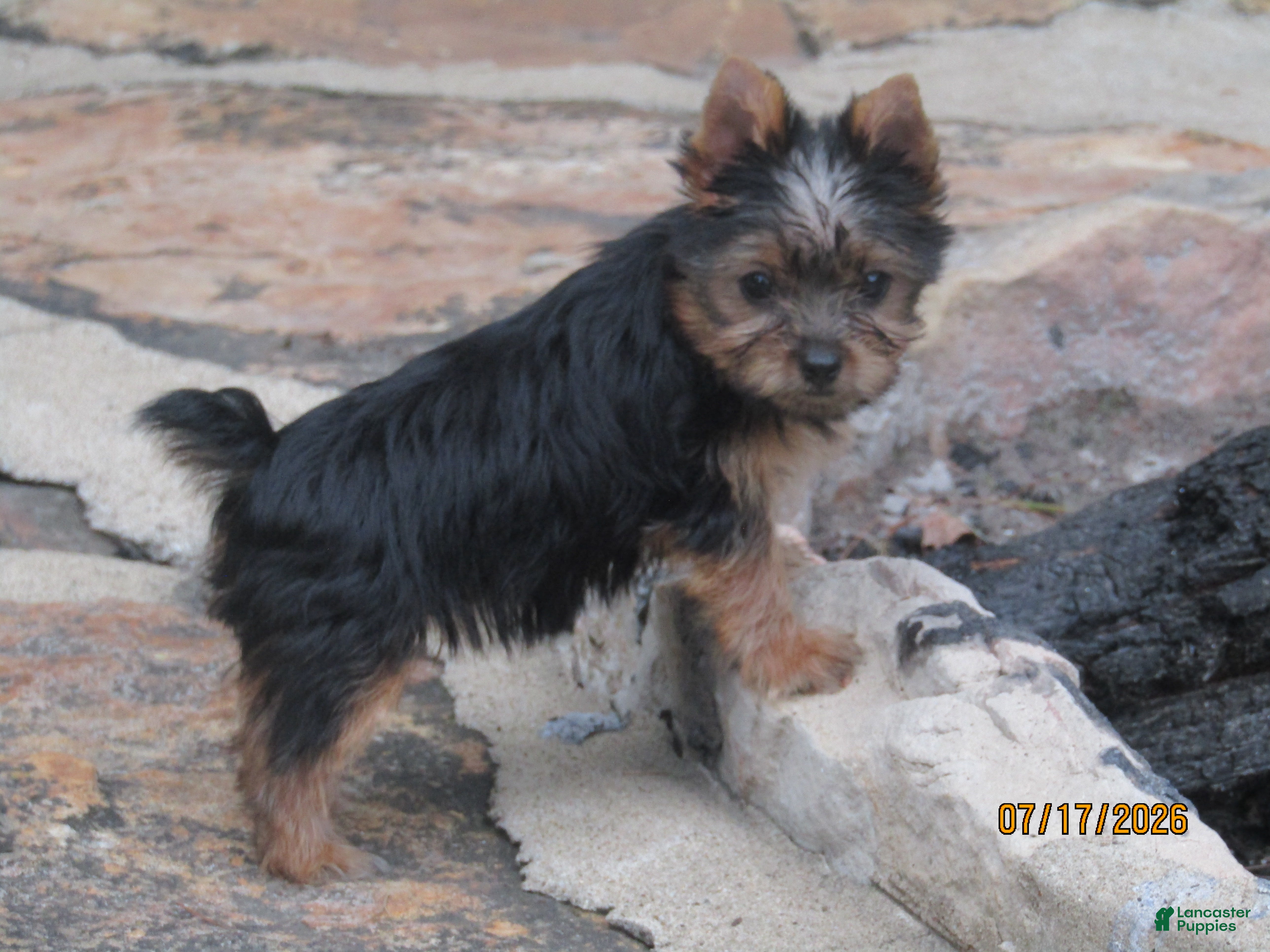 Yorkshire Terrier dogs Carrie  - Ad 1