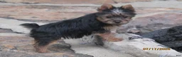 Yorkshire Terrier dogs for sale: Carrie  - Ad 1