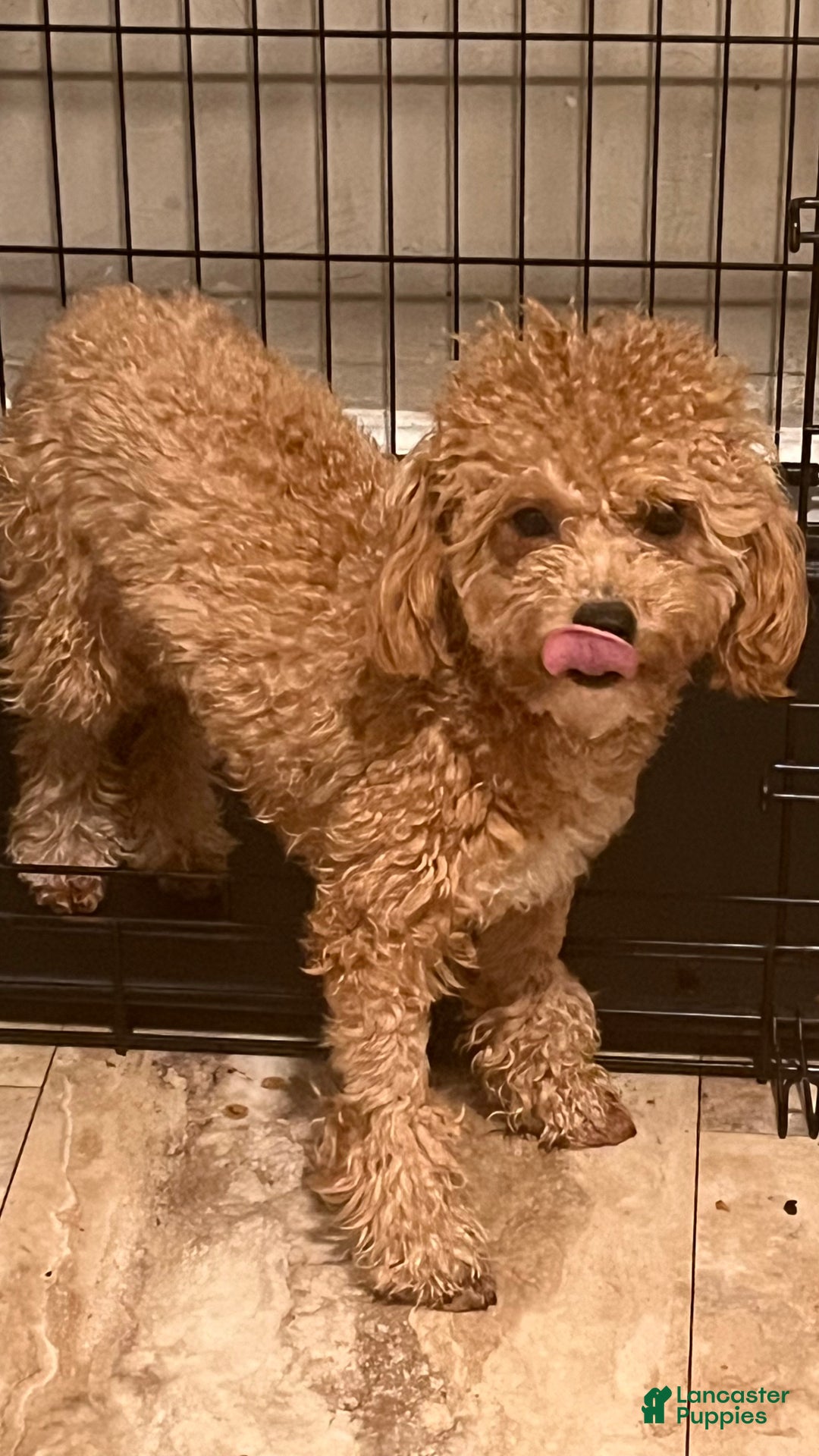 Bichpoo dogs for sale: Bichpoo Puppy 1 - Ad 3