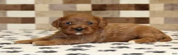 Cavapoo dogs for sale: Ginger - Ad 3