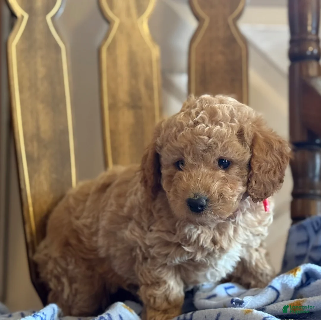 Bichpoo dogs for sale: Betsy - Ad 2