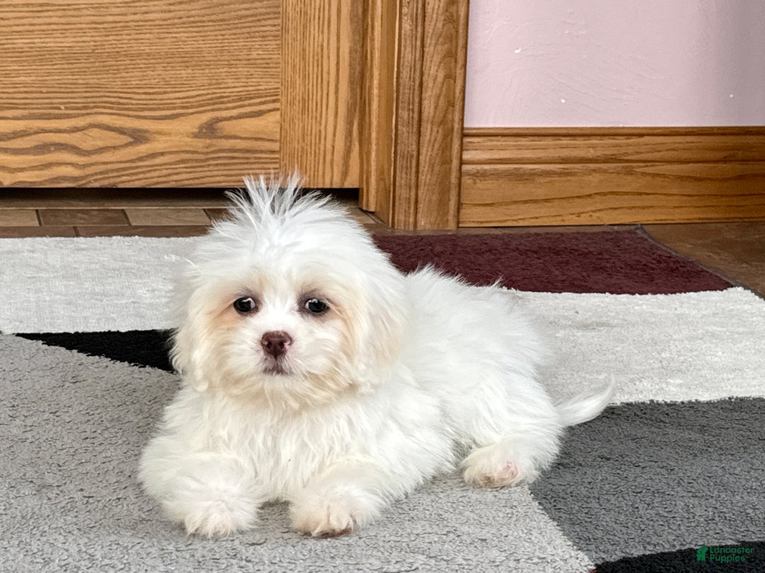 Lhasa Apso dogs for sale: Angel - Ad 1