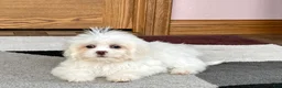 Lhasa Apso dogs for sale: Angel - Ad 1