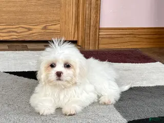 Lhasa Apso dogs Angel - Ad 12