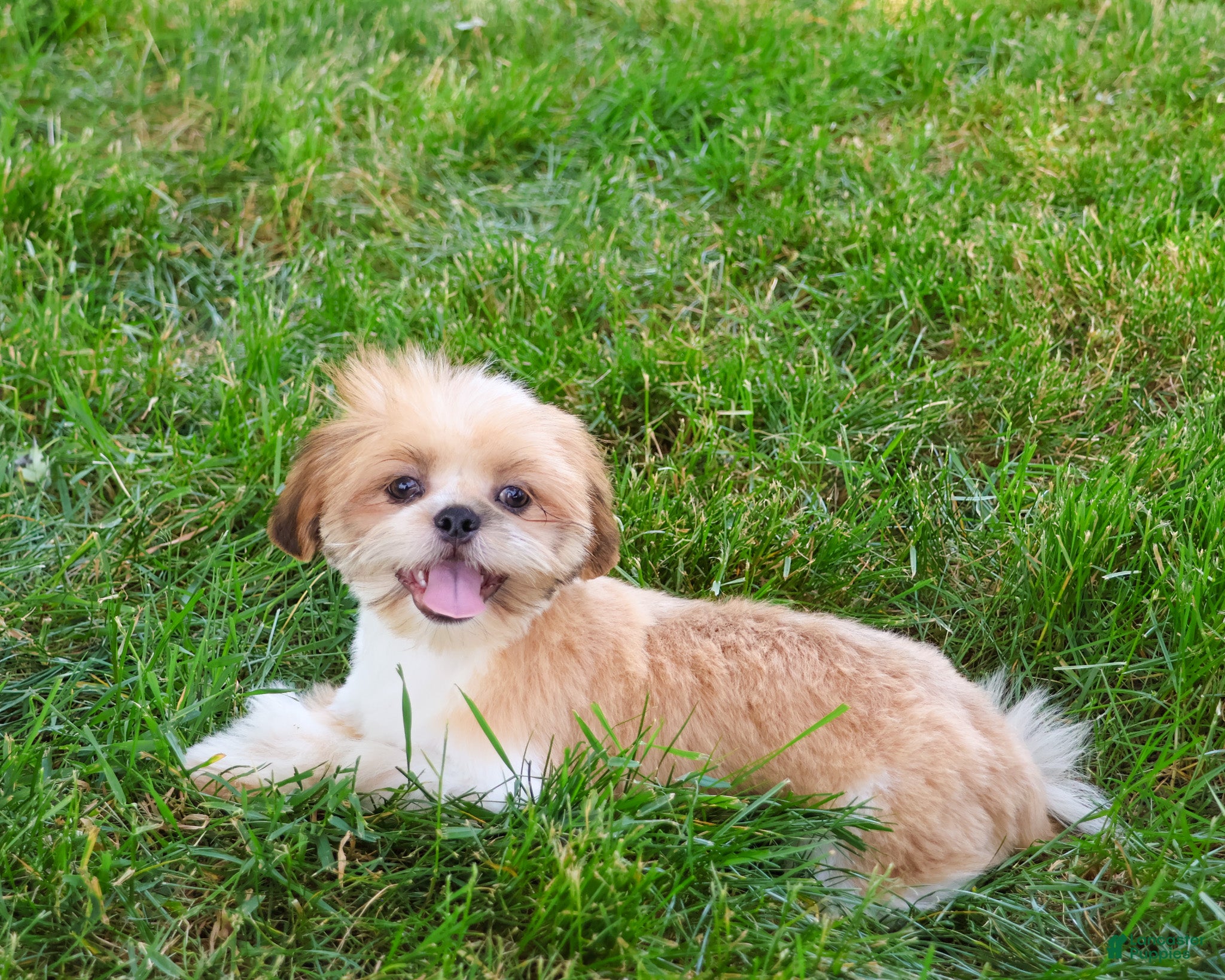 Shih Tzu dogs Flash  - Ad 24