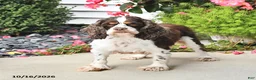 Mini Hippo dogs for sale: Cinnamon - Ad 11