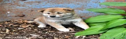 Shiba Inu dogs for sale: Nellie - Ad 3