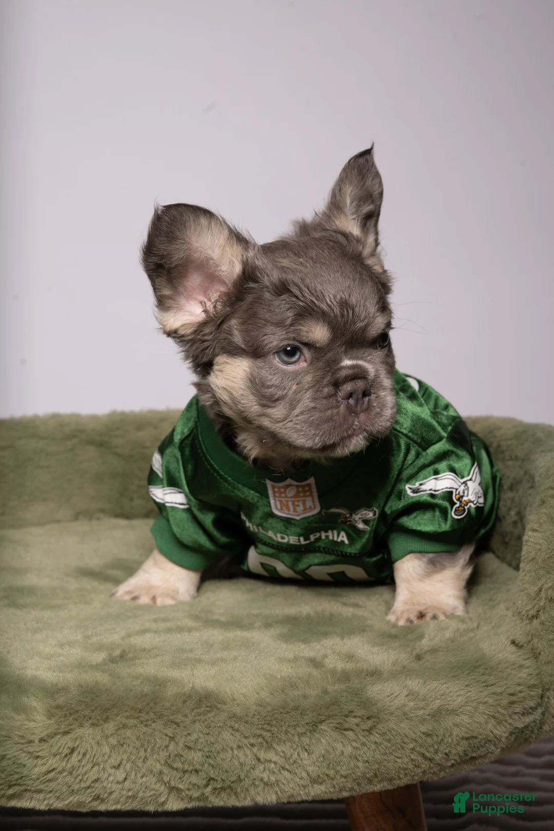 French Bulldog dogs for sale: MANGO - Ad 2