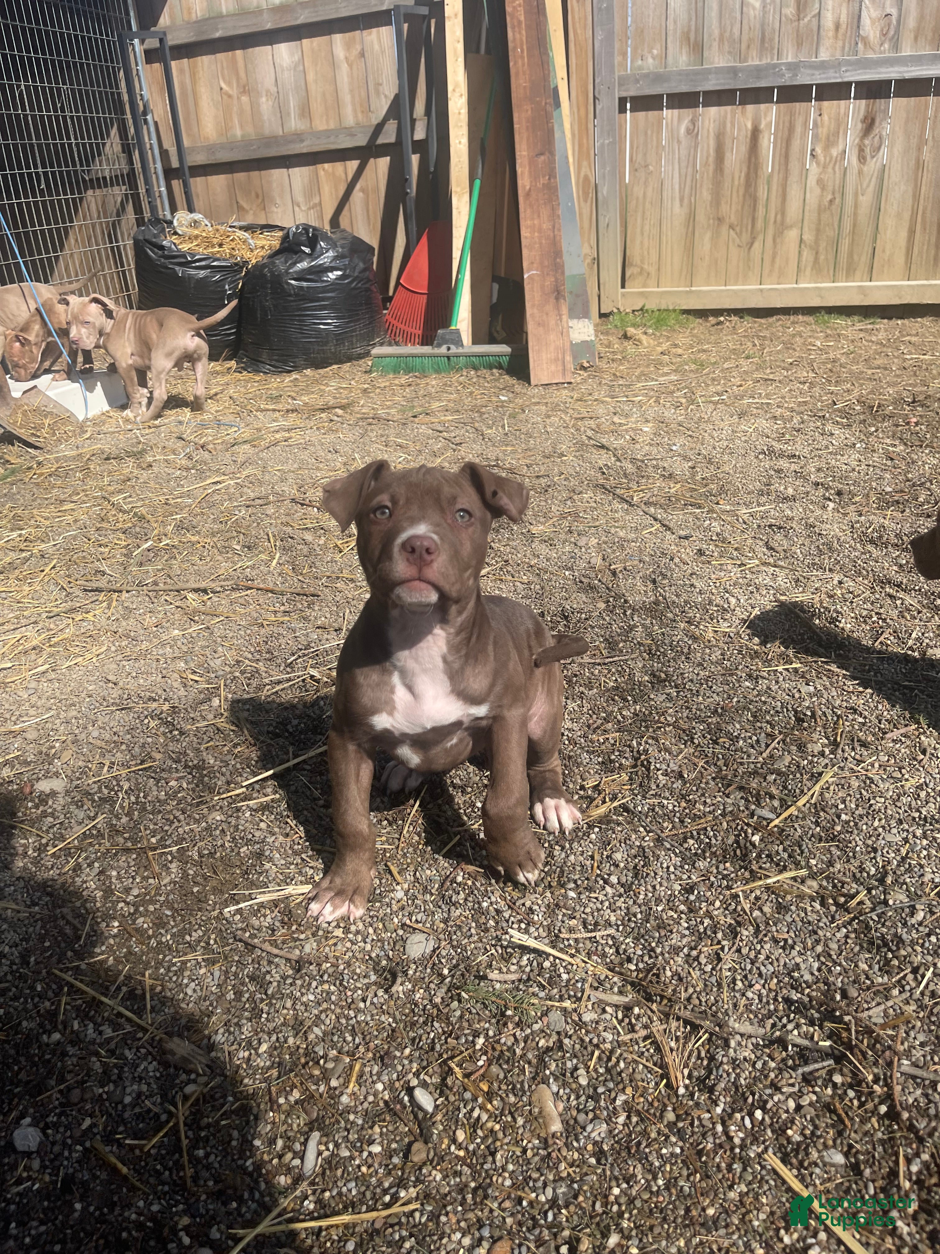 American Bully dogs American Bully Female 1 - Ad 1