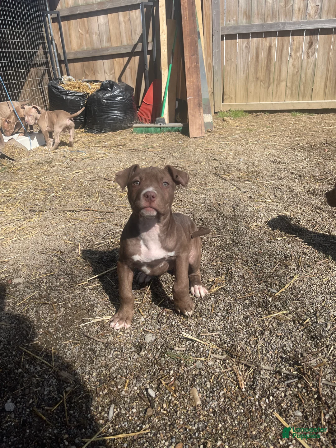 American Bully dogs for sale: American Bully Female 1 - Ad 1