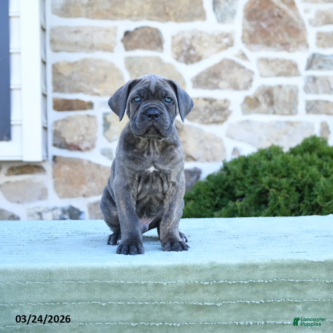 Cane Corso dogs for sale: Tucker - Ad 1