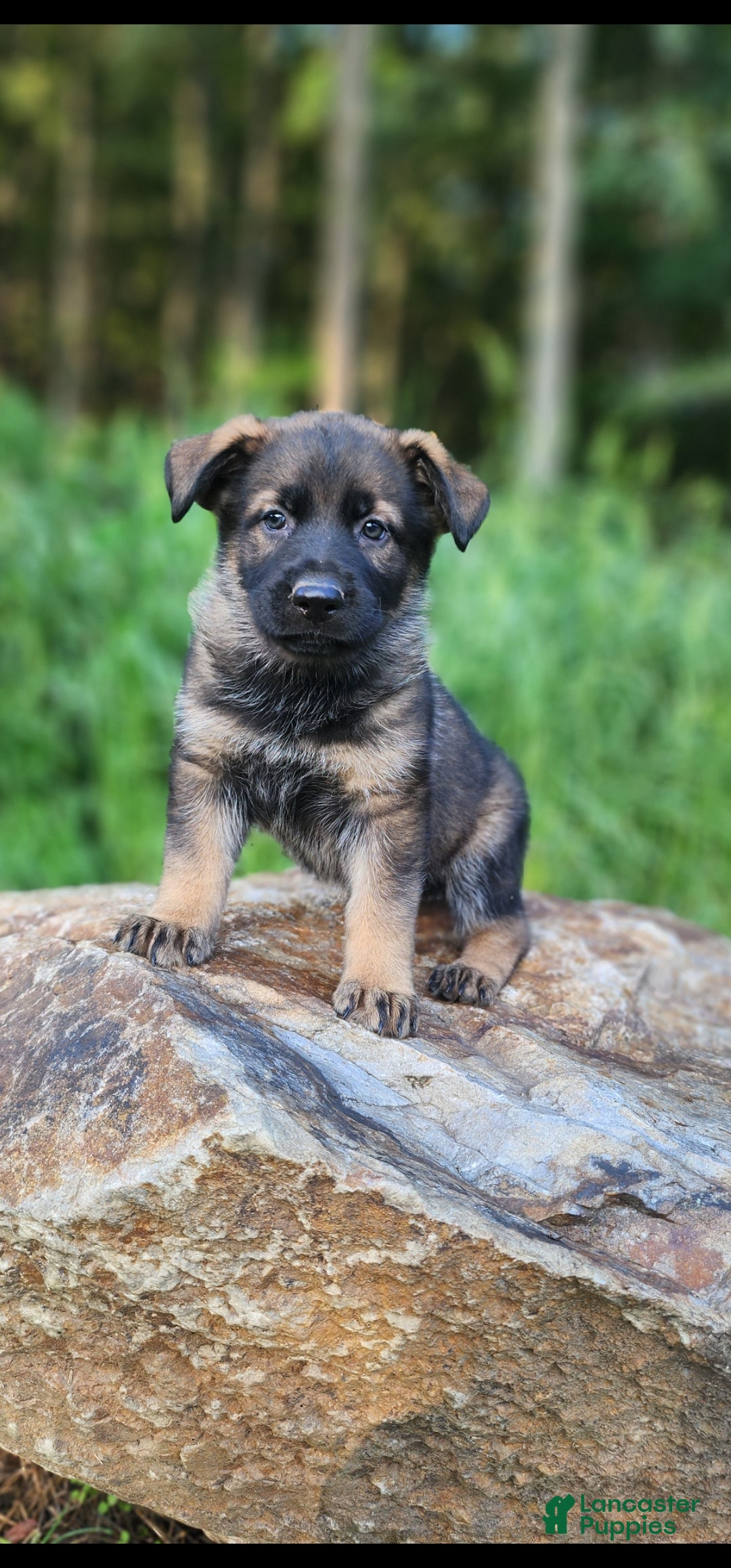 German Shepherd dogs Taska - Ad 1