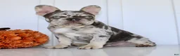 French Bulldog dogs for sale: Dillon - Ad 11