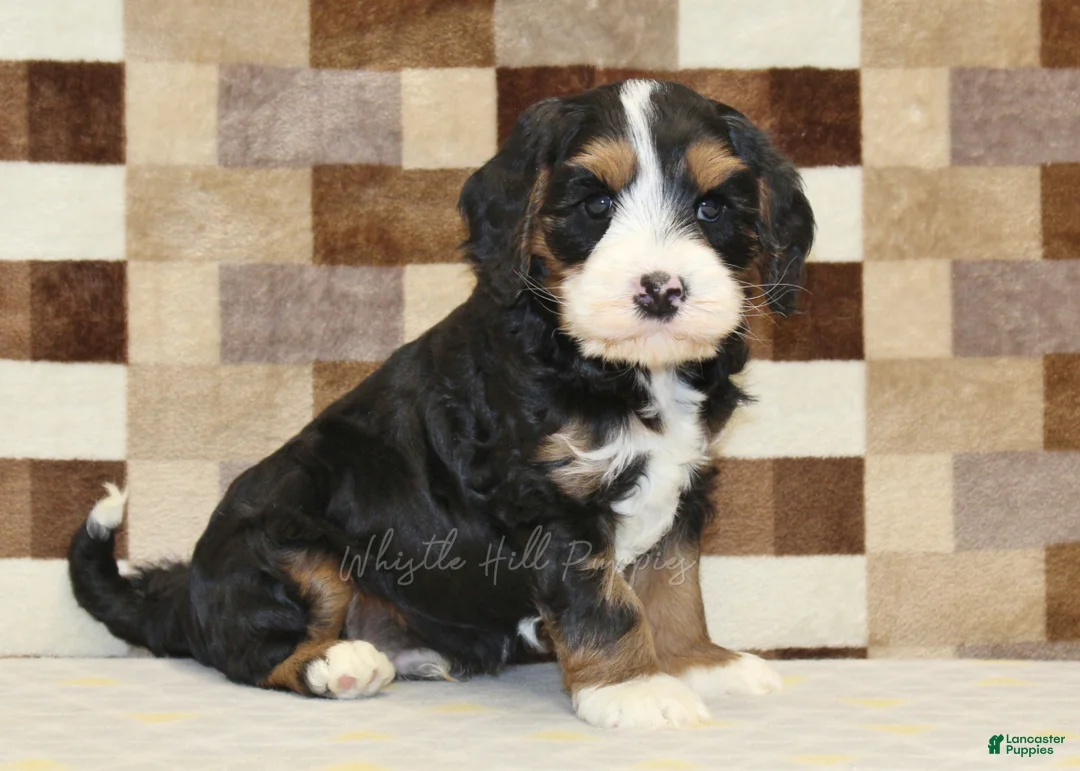 Mixed Breed dogs for sale: Fritz - Ad 1