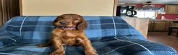 Irish Setter dogs for sale: Irish Setter female purple collar  - Ad 2