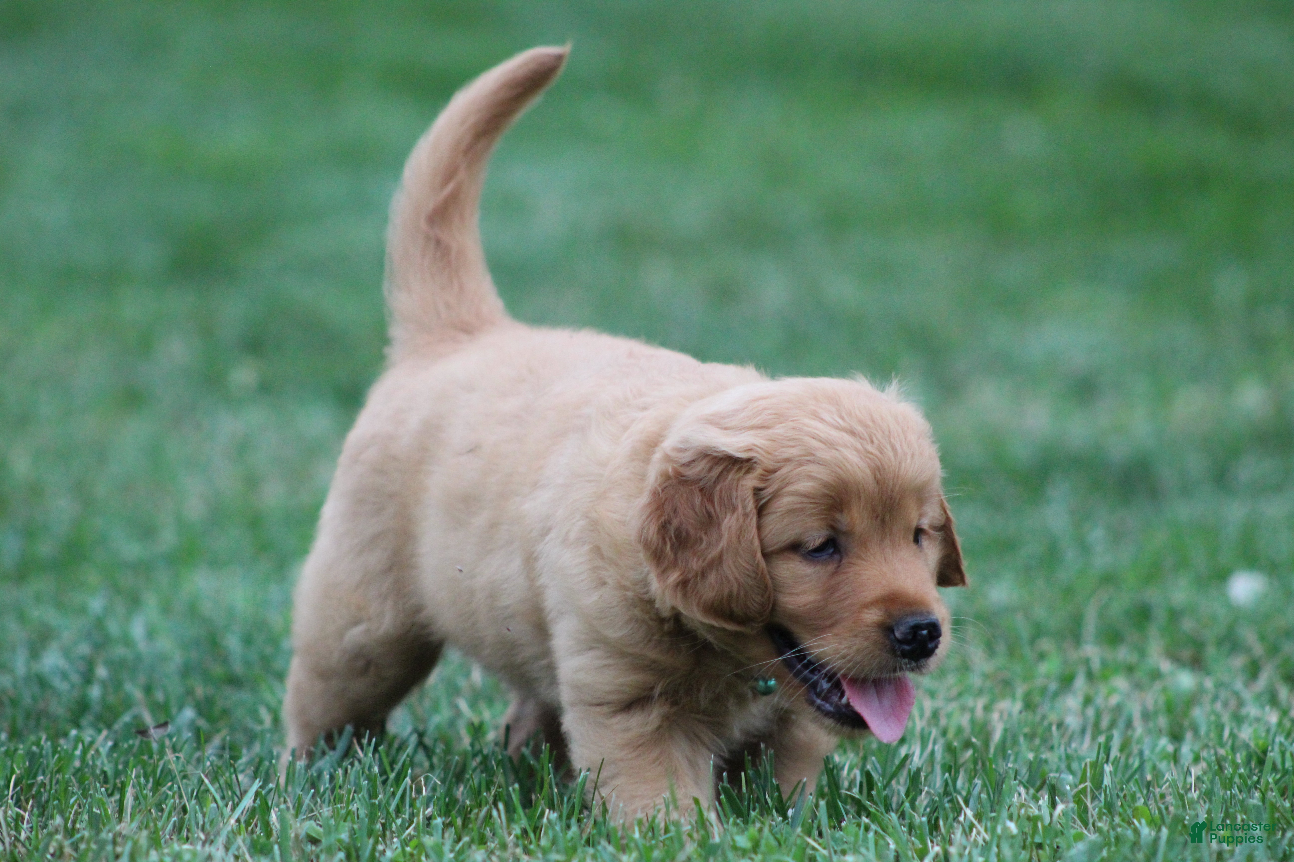 Golden Retriever dogs Indie - Ad 2