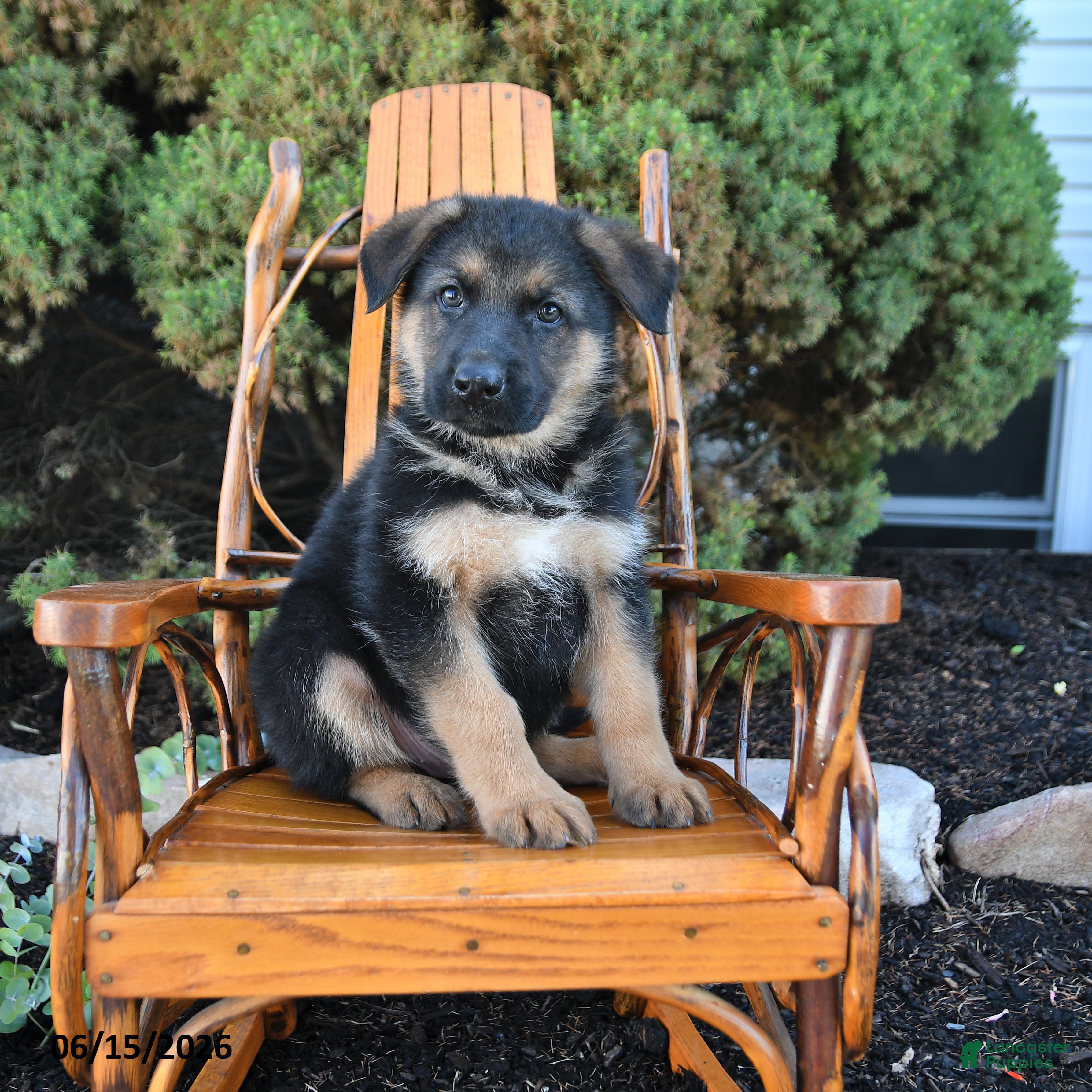 German Shepherd dogs Duke - Ad 1