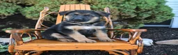 German Shepherd dogs for sale: Duke - Ad 1