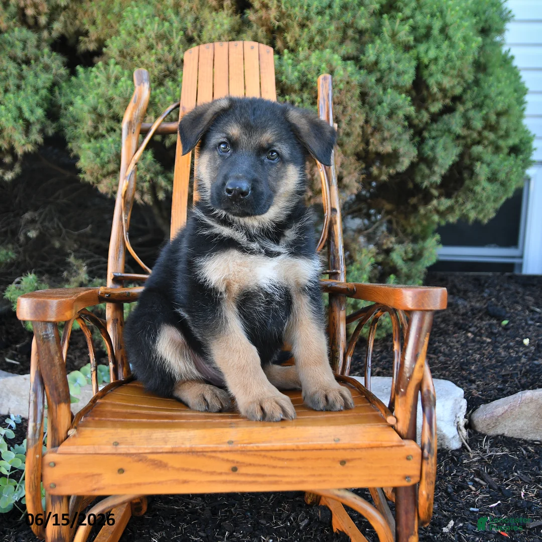 German Shepherd dogs for sale: Duke - Ad 1